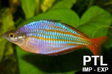 Atherinidae_Melanotenia_VENDITA_INGROSSO 
